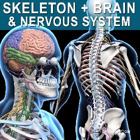 Skeleton & Nervous System